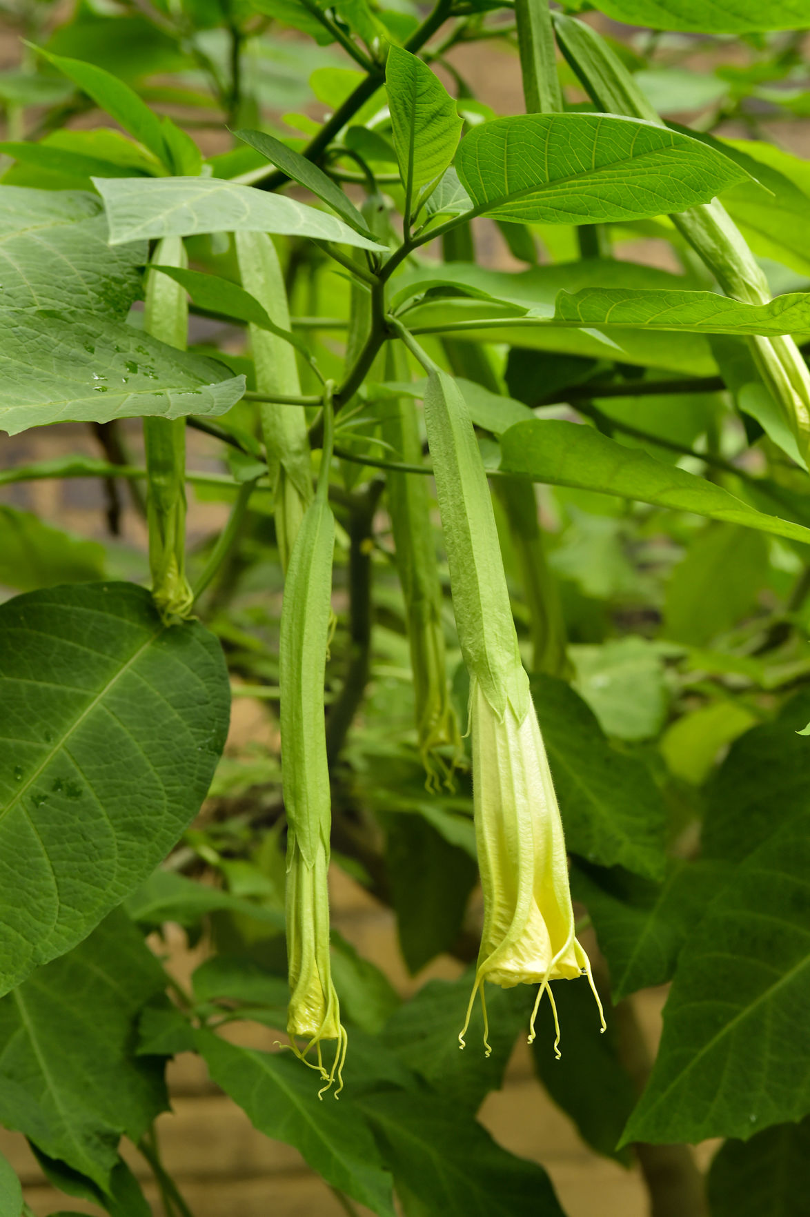 Angel trumpet